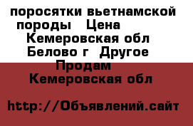 поросятки вьетнамской породы › Цена ­ 2 500 - Кемеровская обл., Белово г. Другое » Продам   . Кемеровская обл.